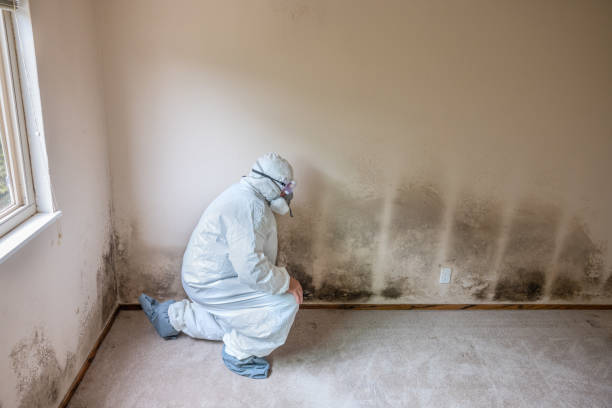 Mold Documentation for Insurance Claims in Orchard Homes, MT